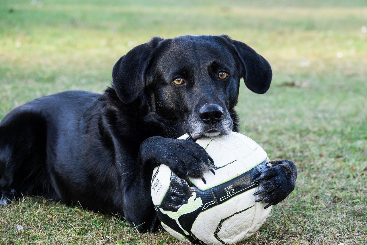 dog, ball, sweet