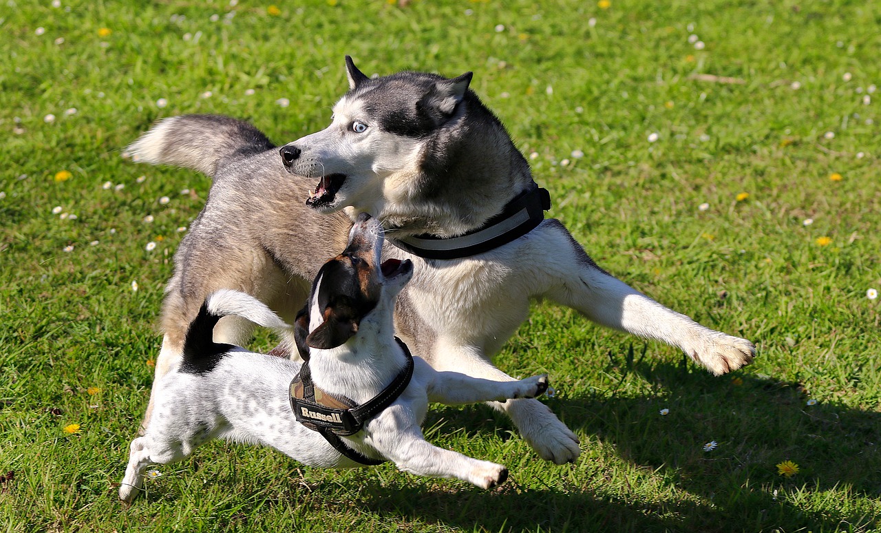 husky, jack russell terrier, dogs